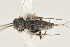  ( - DHJPAR0002928)  @12 [ ] CreativeCommons - Attribution Non-Commercial Share-Alike (2015) Jose L. Fernandez-Triana Canadian National Collection
