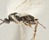  (Apanteles leninguadamuzi - DHJPAR0002961)  @12 [ ] CreativeCommons - Attribution Non-Commercial Share-Alike (2015) Jose L. Fernandez-Triana Canadian National Collection