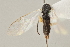  ( - DHJPAR0002982)  @12 [ ] CreativeCommons - Attribution Non-Commercial Share-Alike (2015) Jose L. Fernandez-Triana Canadian National Collection
