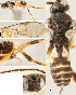  ( - DHJPAR0002988)  @13 [ ] CreativeCommons  Attribution Non-Commercial Share-Alike (2018) Jose Fernandez-Triana Canadian National Collection of Insects, Arachnids and Nematodes
