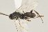  ( - DHJPAR0003086)  @12 [ ] CreativeCommons - Attribution Non-Commercial Share-Alike (2015) Jose L. Fernandez-Triana Canadian National Collection