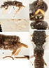  (Apanteles hazelcambroneroae - DHJPAR0003982)  @15 [ ] CreativeCommons  Attribution Non-Commercial Share-Alike (2018) Jose Fernandez-Triana Canadian National Collection of Insects, Arachnids and Nematodes
