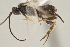  (Apanteles joseperezi - DHJPAR0003990)  @14 [ ] CreativeCommons - Attribution Non-Commercial Share-Alike (2015) Jose L. Fernandez-Triana Canadian National Collection