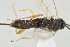  ( - DHJPAR0004017)  @12 [ ] CreativeCommons - Attribution Non-Commercial Share-Alike (2015) Jose L. Fernandez-Triana Canadian National Collection