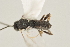  ( - DHJPAR0004845)  @12 [ ] CreativeCommons - Attribution Non-Commercial Share-Alike (2015) Jose L. Fernandez-Triana Canadian National Collection