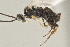  (Apanteles rostermoragai - DHJPAR0004845)  @14 [ ] CreativeCommons - Attribution Non-Commercial Share-Alike (2015) Jose L. Fernandez-Triana Canadian National Collection