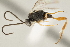  (Apanteles luciariosae - DHJPAR0004978)  @13 [ ] CreativeCommons - Attribution Non-Commercial Share-Alike (2015) Jose L. Fernandez-Triana Canadian National Collection
