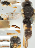  ( - DHJPAR0005188)  @13 [ ] CreativeCommons  Attribution Non-Commercial Share-Alike (2018) Jose Fernandez-Triana Canadian National Collection of Insects, Arachnids and Nematodes