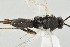  ( - DHJPAR0005259)  @12 [ ] CreativeCommons - Attribution Non-Commercial Share-Alike (2015) Jose L. Fernandez-Triana Canadian National Collection