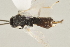 ( - DHJPAR0005269)  @12 [ ] CreativeCommons - Attribution Non-Commercial Share-Alike (2015) Jose L. Fernandez-Triana Canadian National Collection