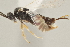  (Apanteles luisvargasi - DHJPAR0005269)  @14 [ ] CreativeCommons - Attribution Non-Commercial Share-Alike (2015) Jose L. Fernandez-Triana Canadian National Collection