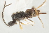  ( - DHJPAR0005285)  @11 [ ] CreativeCommons - Attribution Non-Commercial Share-Alike (2015) Jose L. Fernandez-Triana Canadian National Collection