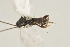  ( - DHJPAR0005295)  @12 [ ] CreativeCommons - Attribution Non-Commercial Share-Alike (2015) Jose L. Fernandez-Triana Canadian National Collection