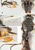  ( - DHJPAR0005342)  @11 [ ] CreativeCommons  Attribution Non-Commercial Share-Alike (2018) Jose Fernandez-Triana Canadian National Collection of Insects, Arachnids and Nematodes