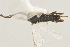  ( - DHJPAR0011908)  @12 [ ] CreativeCommons - Attribution Non-Commercial Share-Alike (2015) Jose L. Fernandez-Triana Canadian National Collection