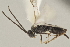  ( - DHJPAR0011908)  @13 [ ] CreativeCommons - Attribution Non-Commercial Share-Alike (2015) Jose L. Fernandez-Triana Canadian National Collection