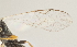  ( - DHJPAR0012282)  @13 [ ] CreativeCommons - Attribution Non-Commercial Share-Alike (2015) Jose L. Fernandez-Triana Canadian National Collection