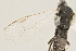  ( - DHJPAR0012283)  @12 [ ] CreativeCommons - Attribution Non-Commercial Share-Alike (2015) Jose L. Fernandez-Triana Canadian National Collection