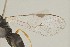  (Apanteles aichagirardae - DHJPAR0012466)  @14 [ ] CreativeCommons - Attribution Non-Commercial Share-Alike (2015) Jose L. Fernandez-Triana Canadian National Collection
