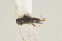  (Apanteles manuelzumbadoi - DHJPAR0013684)  @11 [ ] CreativeCommons - Attribution Non-Commercial Share-Alike (2015) Jose L. Fernandez-Triana Canadian National Collection