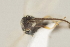  ( - DHJPAR0013684)  @11 [ ] CreativeCommons - Attribution Non-Commercial Share-Alike (2015) Jose L. Fernandez-Triana Canadian National Collection