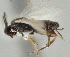  (Apanteles gerardobandoi - DHJPAR0013696)  @13 [ ] CreativeCommons - Attribution Non-Commercial Share-Alike (2015) Jose L. Fernandez-Triana Canadian National Collection