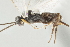  (Apanteles johanvargasi - DHJPAR0013702)  @13 [ ] CreativeCommons - Attribution Non-Commercial Share-Alike (2015) Jose L. Fernandez-Triana Canadian National Collection