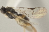  (Apanteles jairomoyai - DHJPAR0027548)  @13 [ ] CreativeCommons - Attribution Non-Commercial Share-Alike (2015) Jose L. Fernandez-Triana Canadian National Collection