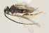 ( - DHJPAR0012537)  @12 [ ] CreativeCommons - Attribution Non-Commercial Share-Alike (2015) Jose L. Fernandez-Triana Canadian National Collection