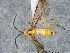  (Prasmodon zlotnicki - DHJPAR0012695)  @12 [ ] CreativeCommons - Attribution Non-Commercial Share-Alike (2015) Jose L. Fernandez-Triana Canadian National Collection