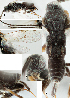  ( - DHJPAR0012998)  @11 [ ] CreativeCommons  Attribution Non-Commercial Share-Alike (2018) Jose Fernandez-Triana Canadian National Collection of Insects, Arachnids and Nematodes