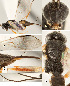  ( - DHJPAR0013070)  @12 [ ] CreativeCommons  Attribution Non-Commercial Share-Alike (2018) Jose Fernandez-Triana Canadian National Collection of Insects, Arachnids and Nematodes