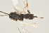  ( - DHJPAR0013070)  @12 [ ] CreativeCommons - Attribution Non-Commercial Share-Alike (2015) Jose L. Fernandez-Triana Canadian National Collection