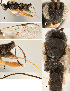  ( - DHJPAR0013119)  @12 [ ] CreativeCommons  Attribution Non-Commercial Share-Alike (2018) Jose Fernandez-Triana Canadian National Collection of Insects, Arachnids and Nematodes