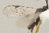  ( - DHJPAR0013119)  @12 [ ] CreativeCommons - Attribution Non-Commercial Share-Alike (2015) Jose L. Fernandez-Triana Canadian National Collection