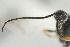  ( - DHJPAR0020604)  @12 [ ] CreativeCommons - Attribution Non-Commercial Share-Alike (2015) Jose L. Fernandez-Triana Canadian National Collection