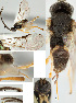  ( - DHJPAR0025757)  @12 [ ] CreativeCommons  Attribution Non-Commercial Share-Alike (2018) Jose Fernandez-Triana Canadian National Collection of Insects, Arachnids and Nematodes