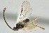  (Apanteles bettymarchenae - DHJPAR0025757)  @13 [ ] CreativeCommons - Attribution Non-Commercial Share-Alike (2015) Jose L. Fernandez-Triana Canadian National Collection