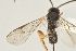  ( - DHJPAR0026016)  @13 [ ] CreativeCommons - Attribution Non-Commercial Share-Alike (2015) Jose L. Fernandez-Triana Canadian National Collection