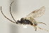  (Apanteles laurahuberae - DHJPAR0026209)  @14 [ ] CreativeCommons - Attribution Non-Commercial Share-Alike (2015) Jose L. Fernandez-Triana Canadian National Collection