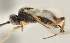  ( - DHJPAR0026271)  @13 [ ] CreativeCommons - Attribution Non-Commercial Share-Alike (2015) Jose L. Fernandez-Triana Canadian National Collection