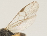  (Apanteles yeissonchavesi - DHJPAR0026887)  @12 [ ] CreativeCommons - Attribution Non-Commercial Share-Alike (2015) Jose L. Fernandez-Triana Canadian National Collection