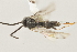  ( - DHJPAR0027225)  @12 [ ] CreativeCommons - Attribution Non-Commercial Share-Alike (2015) Jose L. Fernandez-Triana Canadian National Collection
