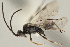  (Apanteles juangazoi - DHJPAR0027225)  @13 [ ] CreativeCommons - Attribution Non-Commercial Share-Alike (2015) Jose L. Fernandez-Triana Canadian National Collection