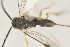  ( - DHJPAR0027635)  @12 [ ] CreativeCommons - Attribution Non-Commercial Share-Alike (2015) Jose L. Fernandez-Triana Canadian National Collection