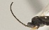  ( - DHJPAR0027654)  @12 [ ] CreativeCommons - Attribution Non-Commercial Share-Alike (2015) Jose L. Fernandez-Triana Canadian National Collection