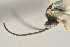  ( - DHJPAR0027672)  @13 [ ] CreativeCommons - Attribution Non-Commercial Share-Alike (2015) Jose L. Fernandez-Triana Canadian National Collection