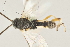  ( - DHJPAR0027672)  @13 [ ] CreativeCommons - Attribution Non-Commercial Share-Alike (2015) Jose L. Fernandez-Triana Canadian National Collection