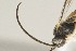  ( - DHJPAR0027681)  @12 [ ] CreativeCommons - Attribution Non-Commercial Share-Alike (2015) Jose L. Fernandez-Triana Canadian National Collection