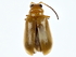  (Aulacophora relicta - BIOUG71215-D06)  @11 [ ] CreativeCommons - Attribution (2022) CBG Photography Group Centre for Biodiversity Genomics